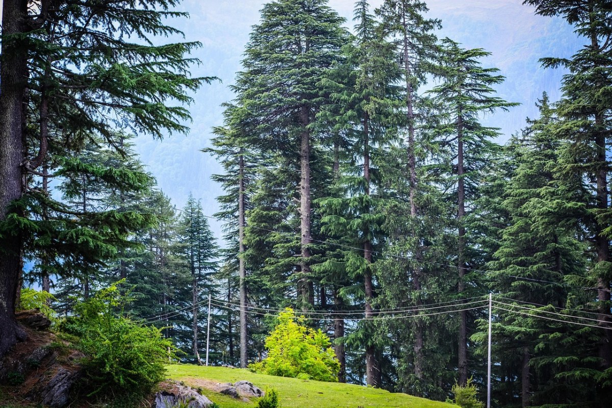 Manali Trip - Transfers
